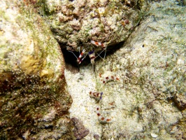 Banded Coral Shrimp IMG 4623
